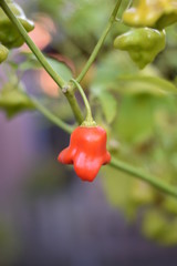 Unreife Glockenchili (Capsicum baccatum)