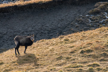 chamois on a alpine meadow in the Swiss Alps