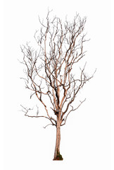 Dry tree isolated on white background. Died tree isolated