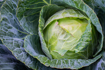 Obraz premium Close - up of a huge fresh head of cabbage in the garden, with water droplets on delicate leaves with pink edges. Natural background