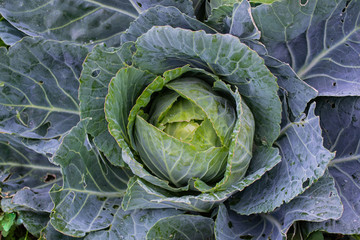 Fototapeta premium A huge fresh head of cabbage in the garden, with water droplets. Natural background