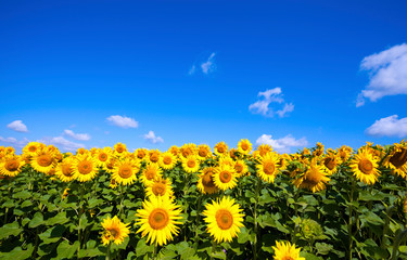  landscape with sunflower