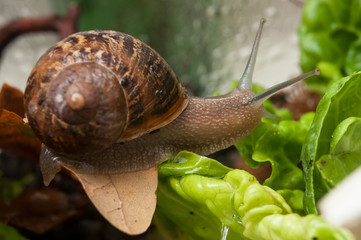 Closeup of snail in a vivarium with salad leaves
