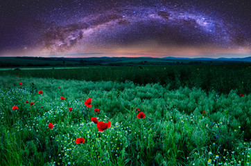 field of poppy flowers and milkway night sky