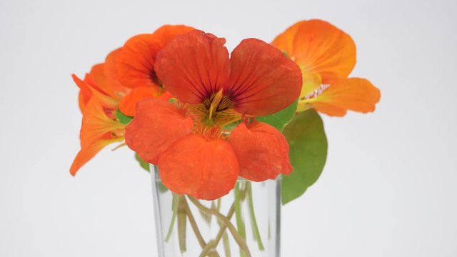 A bouquet of nasturtium flowers in a small glass vase stands on a white background