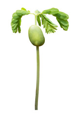 Seedling plant growing isolated on white background with clipping path.