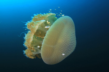 Large Jellyfish in ocean 