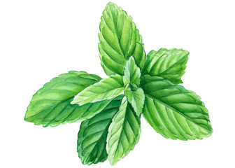mint leaves on a white background, watercolor illustration © Hanna