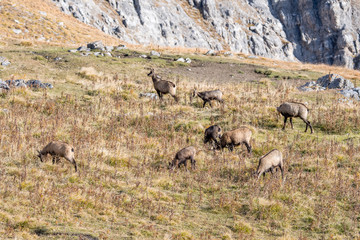 Naklejka na ściany i meble herd of chamois on a alpine meadow in the Swiss Alps