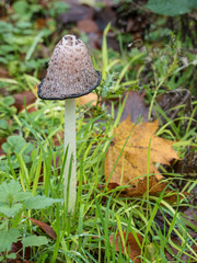 Pilze im Herbstwald