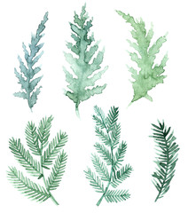 Watercolor Christmas trees. Hand painted vintage set with branches and leaves isolated on white background. Traditional evergreen elements for Christmas wreath.