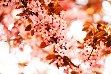 spring cherries flowers