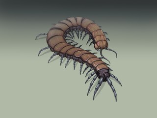 The brown fantasy centipede drawing 