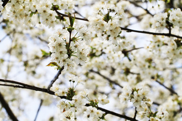 spring cherries flowers