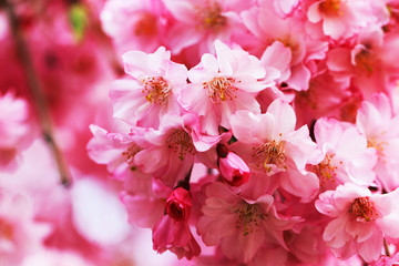 spring cherries flowers
