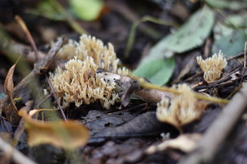 Korallen (Ramaria)