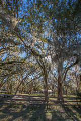 Trees on a ranch in Florida covered with Spanish Moss.