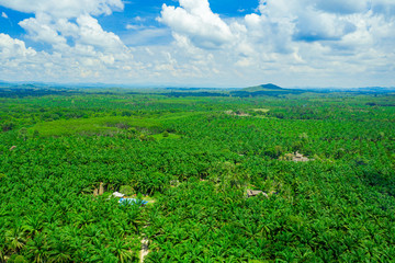 Aerial view of natural reservoir with green plants in Chumphon province, Thailand. Aerial landscape of green palm tree in Chumpahon province.