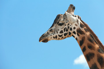Closeup view of Rothschild giraffe against blue sky