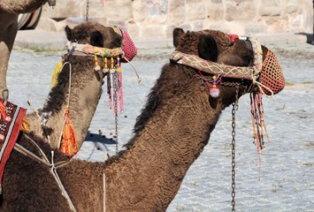 Two beautiful brown camels sitting