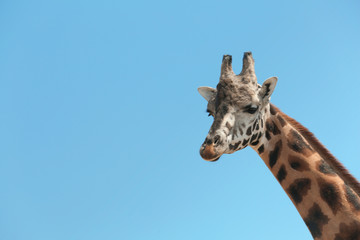 Closeup view of Rothschild giraffe against blue sky