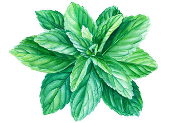 mint leaves on a white background, watercolor illustration © Hanna