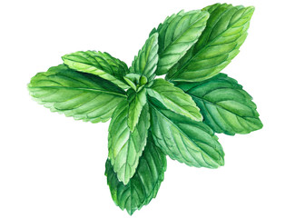 mint leaves on a white background, watercolor illustration © Hanna