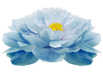 Obraz premium Light blue peony flower on a white isolated background with clipping path. Nature. Closeup no shadows. Garden flower.