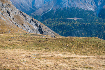 herd of chamois on a alpine meadow in the Swiss Alps