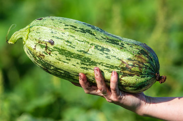 Big zucchini in the hands of the garden
