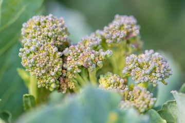 Obraz premium Broccoli cabbage in the garden