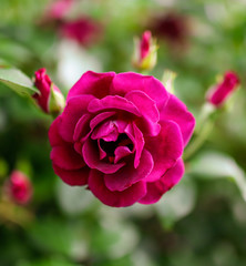 Beautiful red roses grow in the park