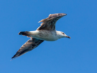 Seagull in flight against the blue sky