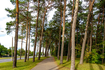 Fototapeta premium Pine forest near Pirita tee, Tallinn, Estonia