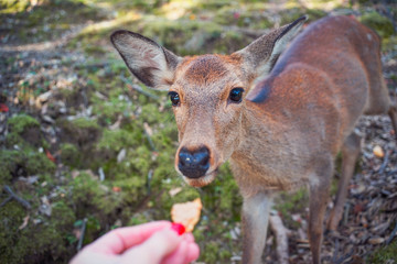 feeding a deer, a deer eats special cookies from its hands, Nara, Japan
