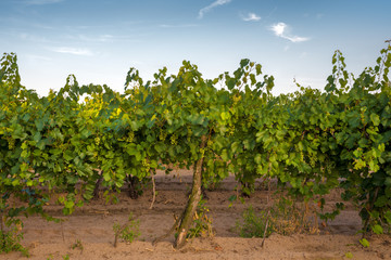 Fototapeta na wymiar Grapevine in vineyard