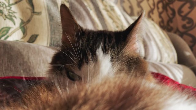 Cat licks its fur. Beautiful  cat washes his face with his paw and tongue indoor White and black Domestic Cat Washing and Licking Itself in Bed. Comfort and Coziness. 3840x2160 footage in any project