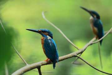 pair of common kingfisher (alcedo atthis) sitting on a branch, doing breeding display in sundarbans, west bengal in india. common kingfisher also known as eurasian kingfisher and river kingfisher