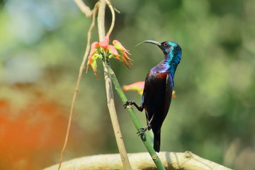 purple sunbird (cinnyris asiaticus) eating nectar from flowers, countryside of west bengal in india