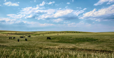 Rural landscape in Colorado, USA. Fields and grazing herds of cows