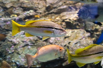水族館のタテフエダイ