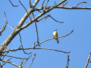 A great kiskadee (Pitangus sulphuratus) perched on a branch of a dry tree on a clear blue sky day.