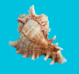 Fototapeta na wymiar Sea shell isolated on a blue background