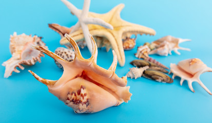 Sea shells and mollusks on a blue background