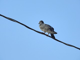 A gray pigeon with its eyes closed perched on a steel cable on a clear blue sky day.