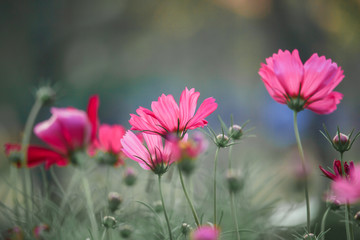 Cosmos flowers