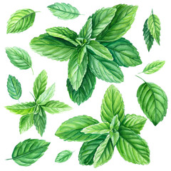 Set of mint leaves on a white background, watercolor illustration