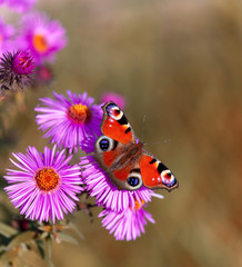 Butterfly on pink flowers with a purple tint