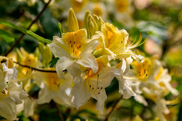 Fototapeta premium yellow Rhododendron in the garden