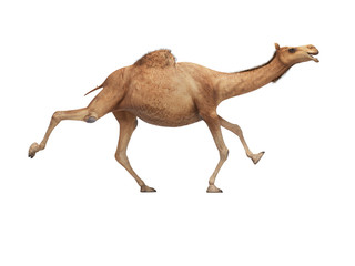 3d rendering concept of camel running on white background no shadow